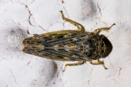 Euscelidius variegatus Kirschbaum 1858 resmi