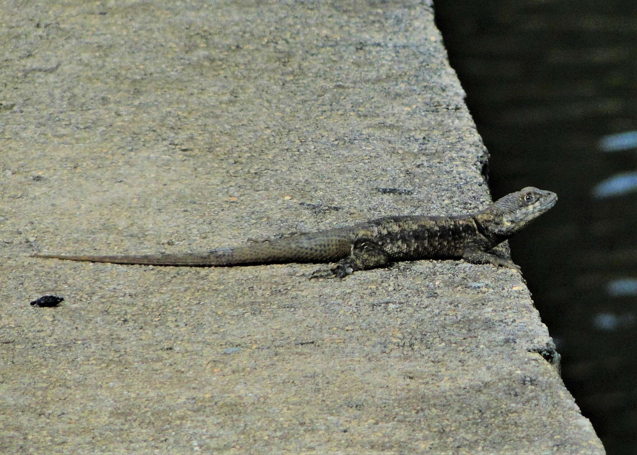 Image of Peters' Lava Lizard