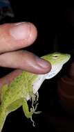 Anolis biporcatus (Wiegmann 1834)的圖片