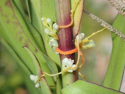 Cuscuta pentagona Engelm. resmi