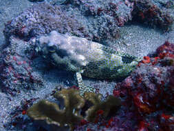 Слика од Epinephelus spilotoceps Schultz 1953