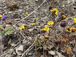 Image of Mt. Hamilton tickseed