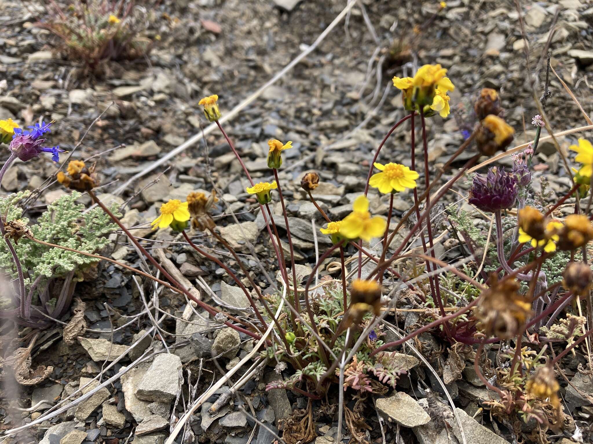 Image of Mt. Hamilton tickseed