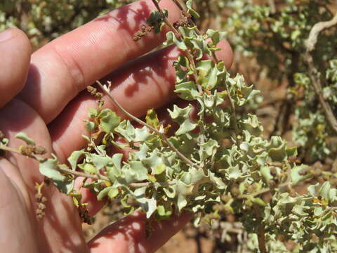 Plancia ëd Atriplex lithophila Soriano ex M. E. Mulgura