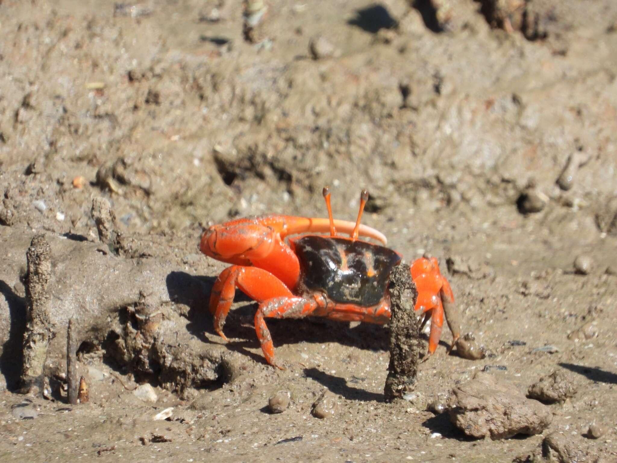 Image of Flame-backed Fiddler Crab