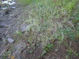 Image of rough bentgrass