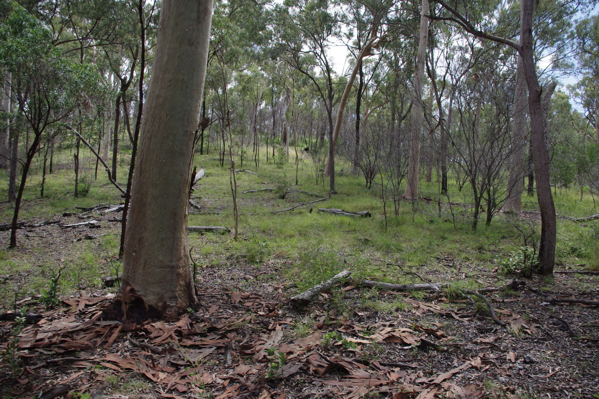 Image of lemonscented gum