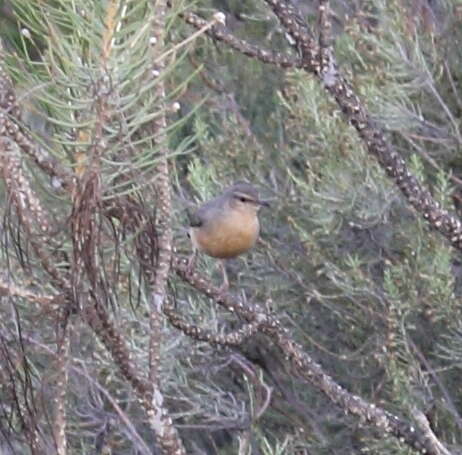 Imagem de Sylvietta rufescens diverga Clancey 1954