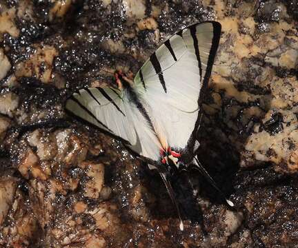 Image of Four-bar Swordtail Butterfly