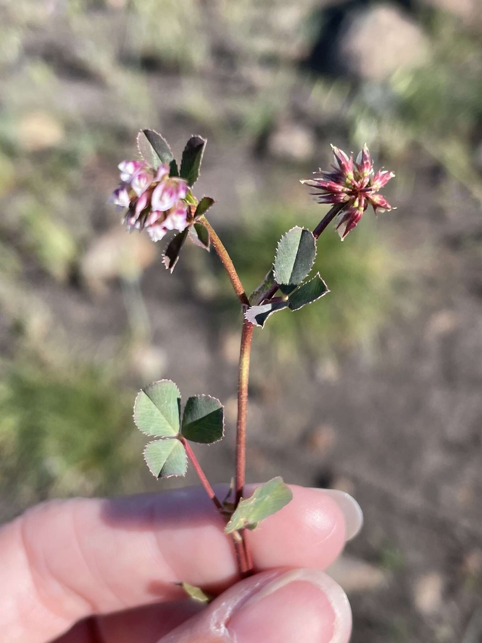 Слика од Trifolium gracilentum var. palmeri (S. Watson) McDermott