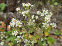 Image of Hupa Valley Pseudosaxifrage