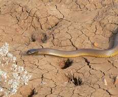 Image of inland taipan