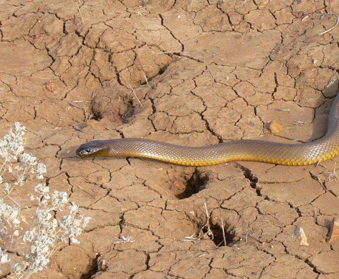 Image of inland taipan