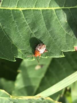 Image of Sumac Flea Beetle