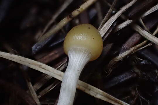 Plancia ëd Psilocybe aztecorum R. Heim 1957