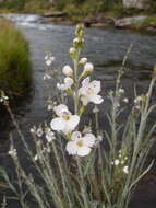 Image of Buddleja virgata L. fil.