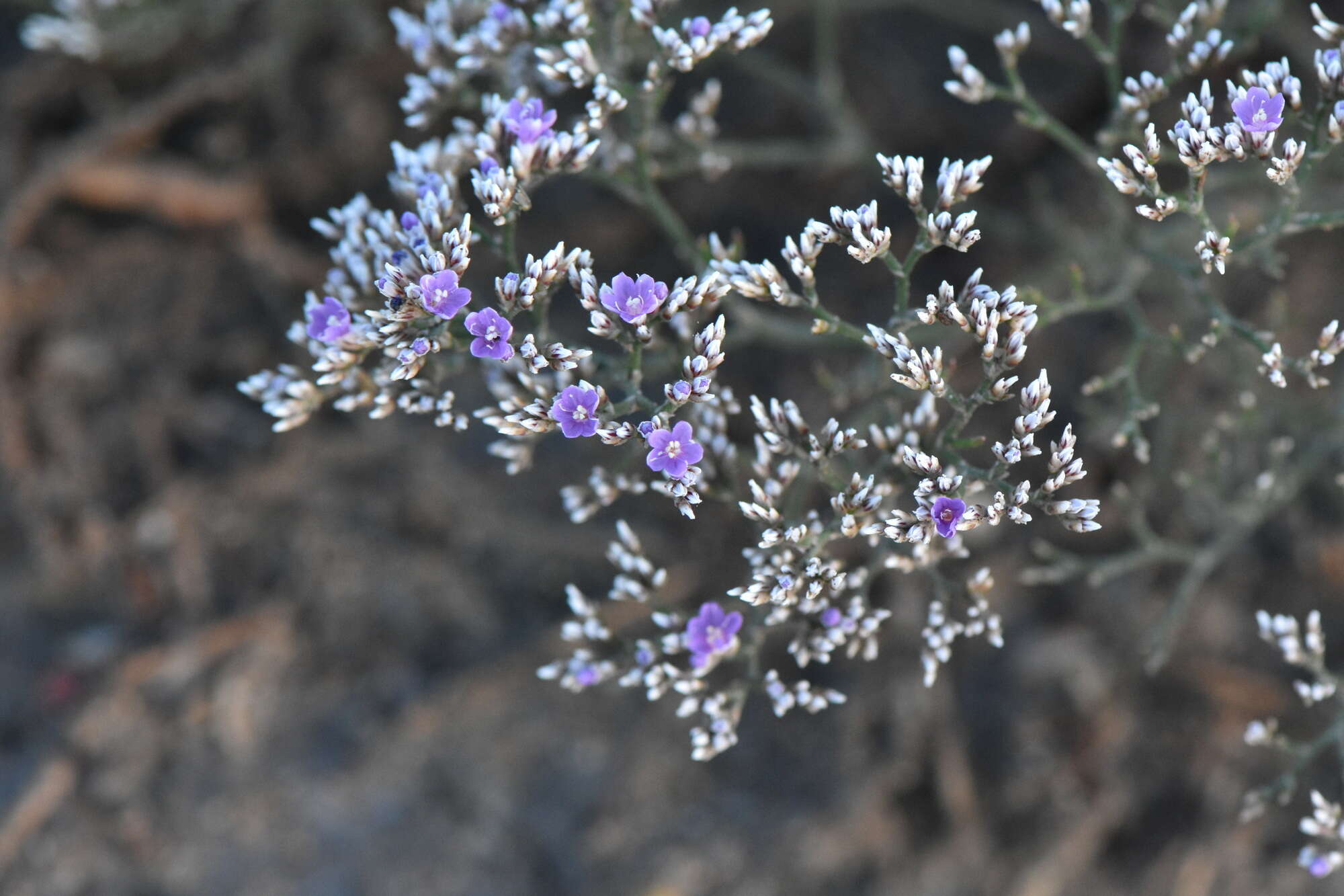 Image de Limonium sareptanum (A. Becker) Gams