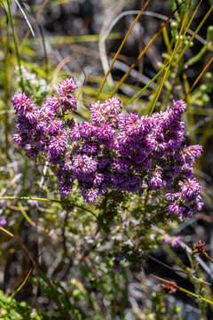 Image of Erica williamsiorum E. G. H. Oliver