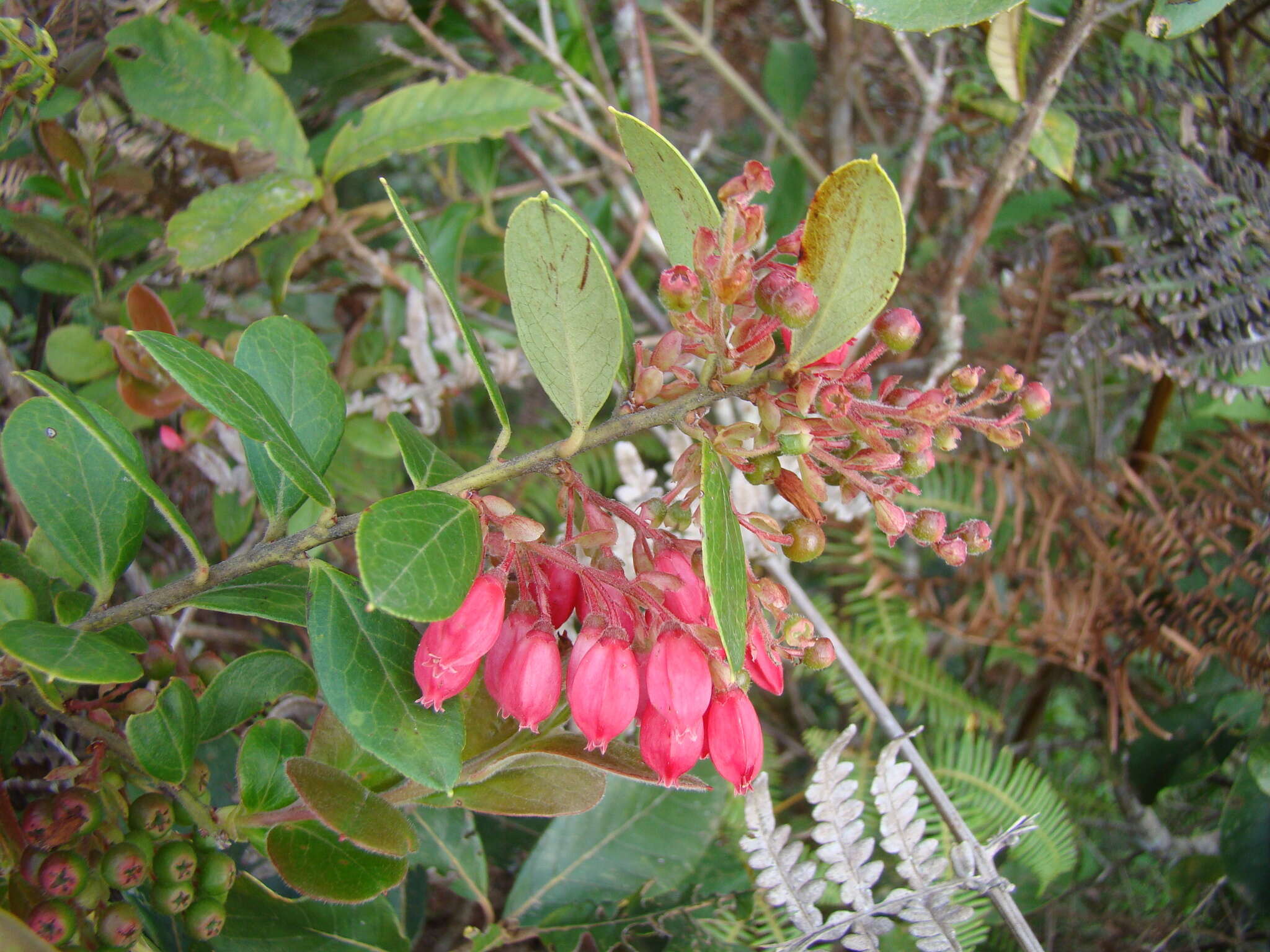 Image of Gaylussacia brasiliensis (Spreng.) Meisn.
