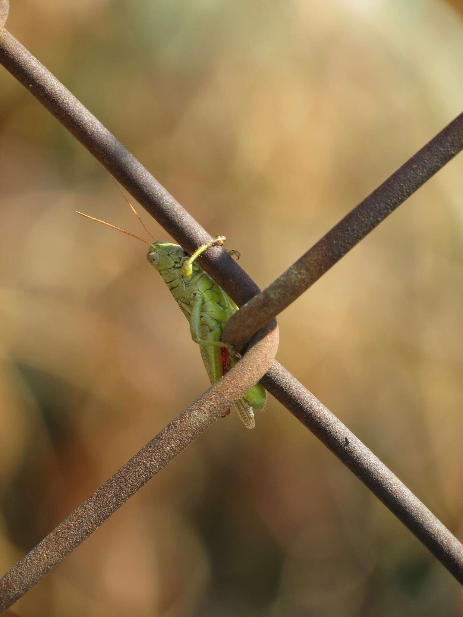 Слика од Melanoplus yarrowii (Thomas & C. 1875)