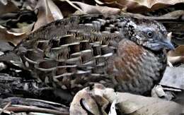 Image of Madagascan Buttonquail