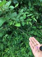 Image of Desmodium gangeticum (L.) DC.