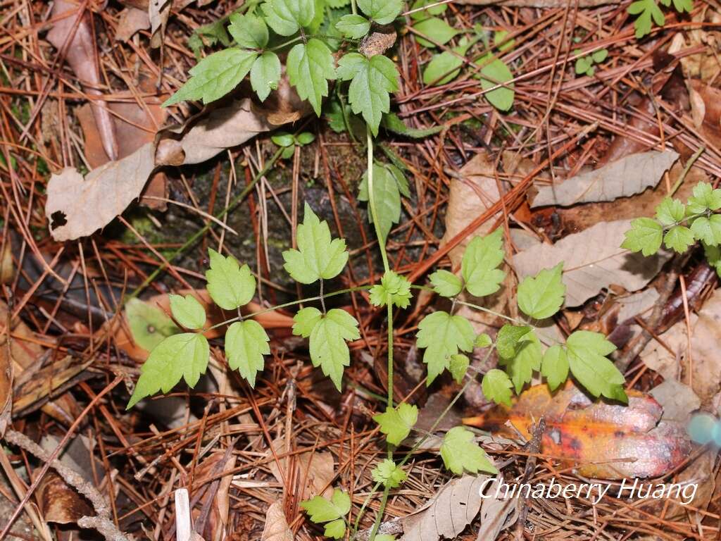 Image of Clematis peterae var. lishanensis (T. Y. Yang & T. C. Huang) W. T. Wang