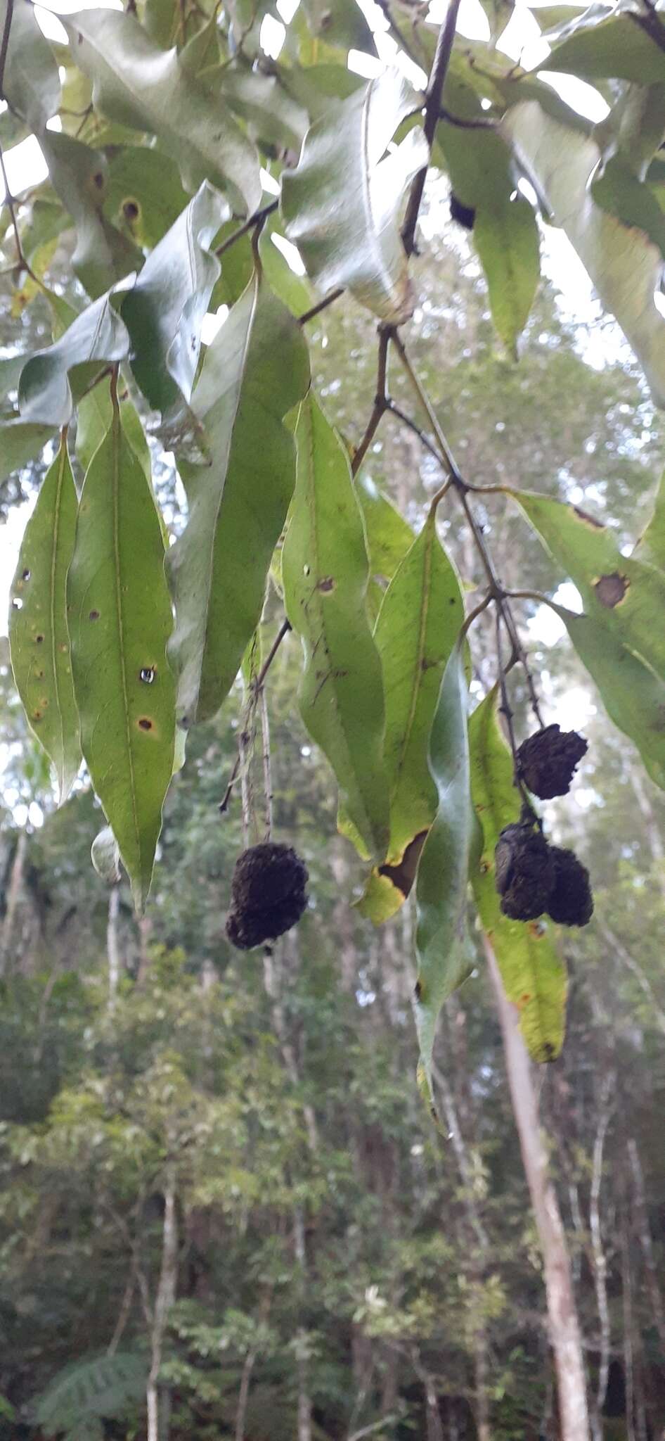 Image de Cinnamomum oliveri F. M. Bailey