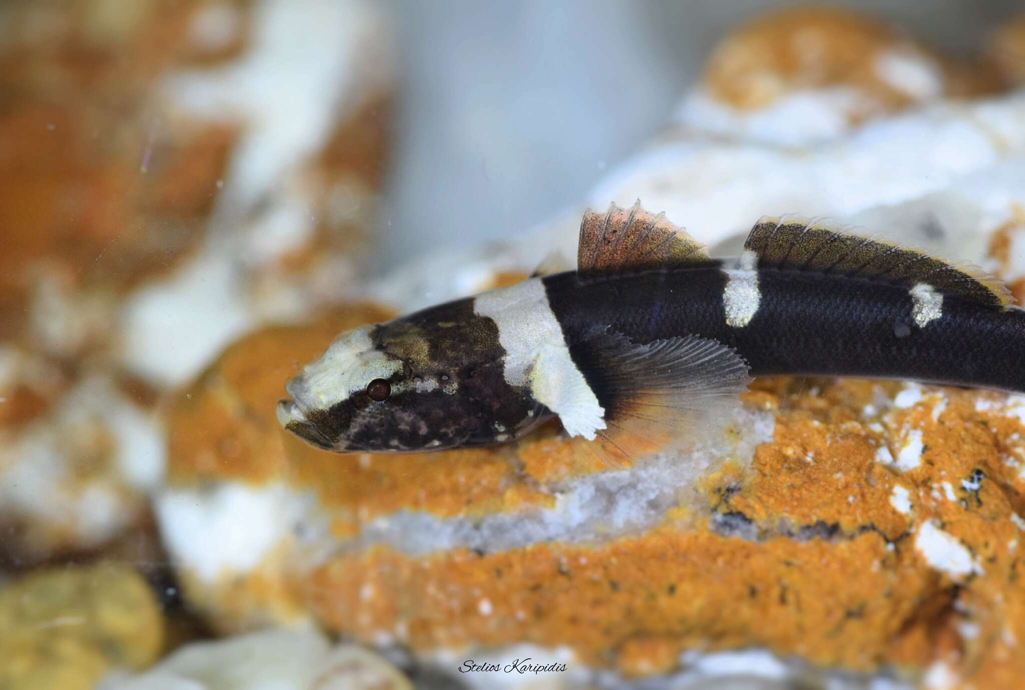 Image of Banded Goby