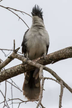 Clamator jacobinus serratus (Sparrman 1786)的圖片