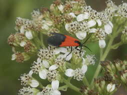 Image of Black-and-yellow Lichen Moth