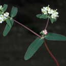 Image of Euphorbia apatzingana McVaugh