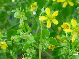 Image of Roepera apiculata (F. Müll.) Beier & Thulin