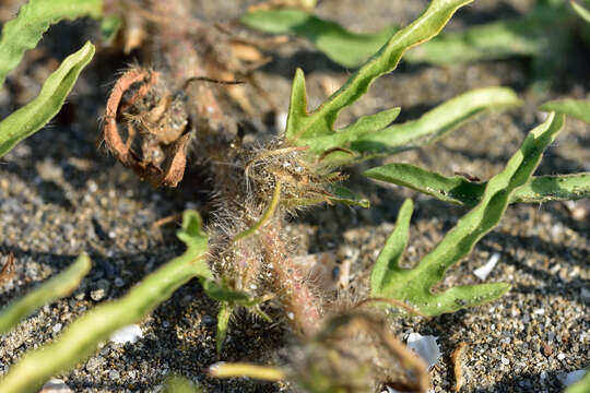 Image of Ipomoea polymorpha Roem. & Schult.