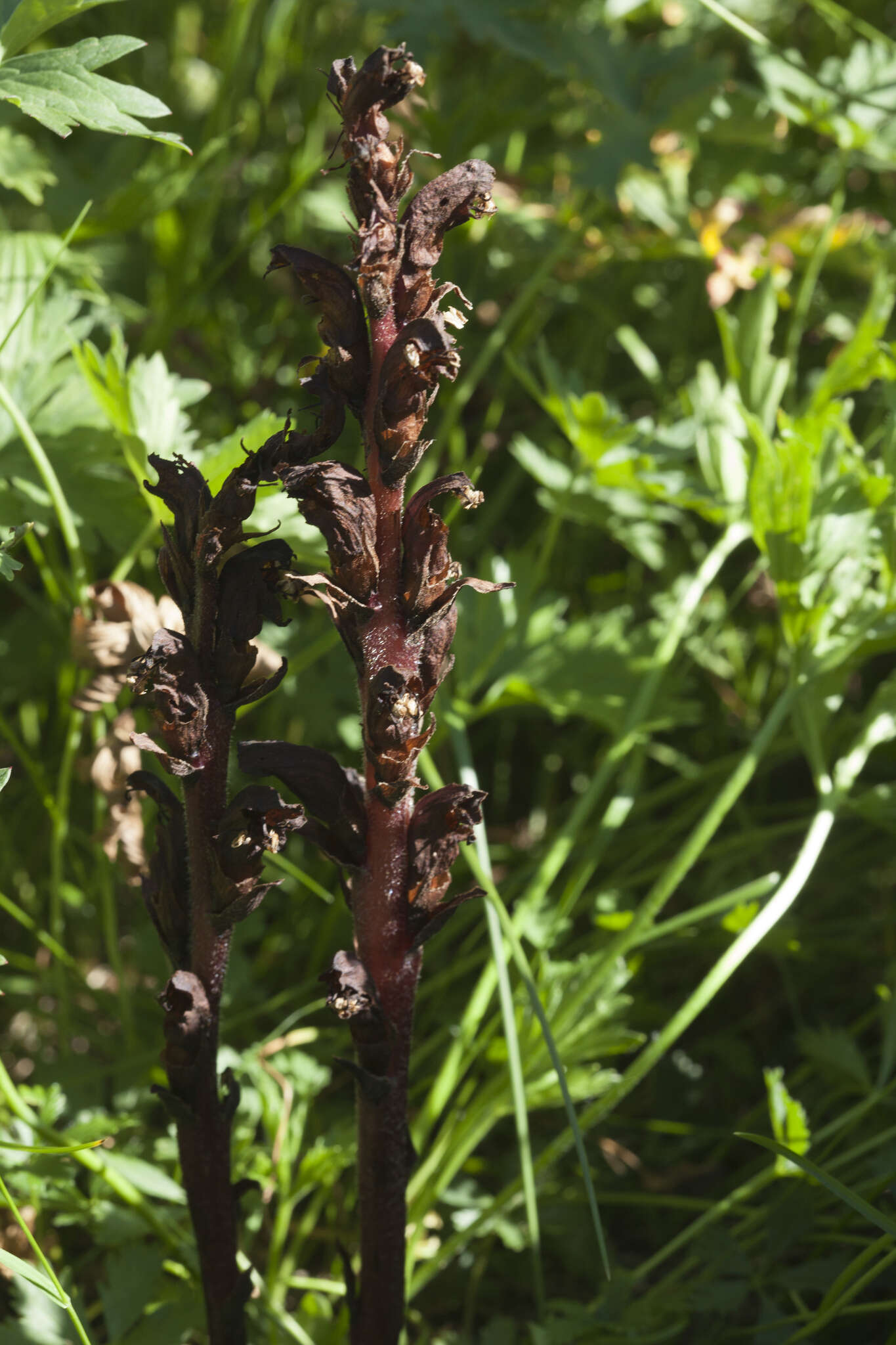 Imagem de Orobanche gamosepala Reuter