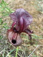 Imagem de Iris iberica subsp. lycotis (Woronow) Takht.