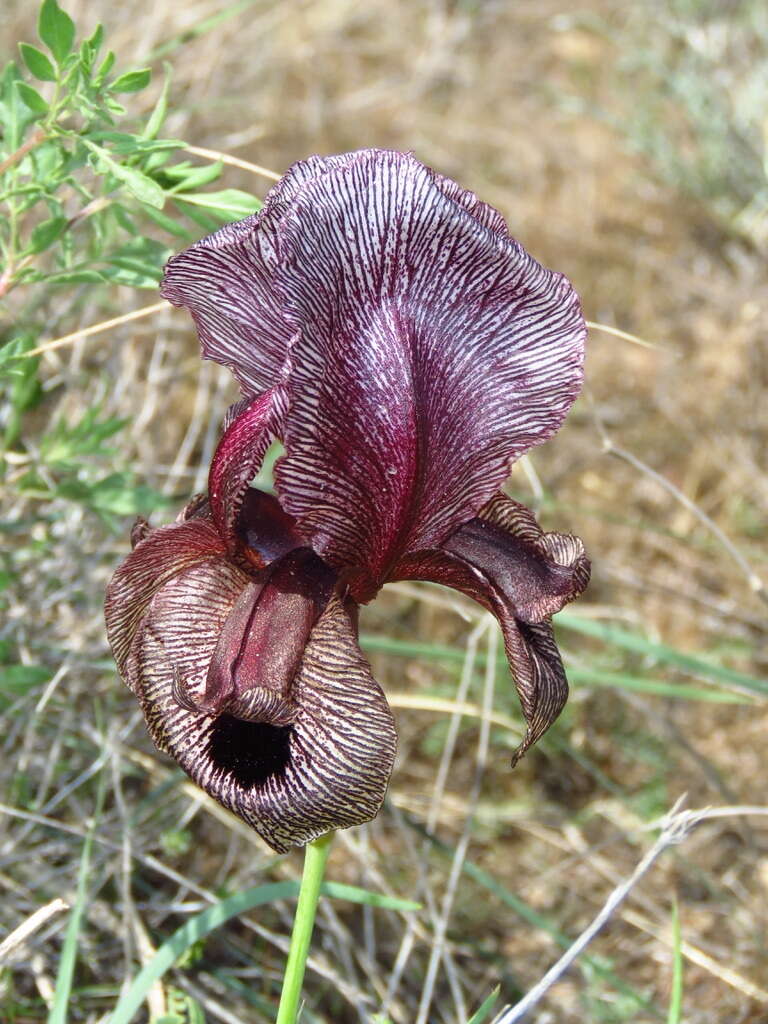 Слика од Iris iberica subsp. lycotis (Woronow) Takht.