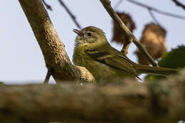 Image of Greenish Tyrannulet