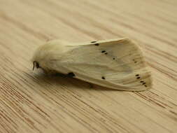 Image of Spilosoma lutea Hüfnagel 1766