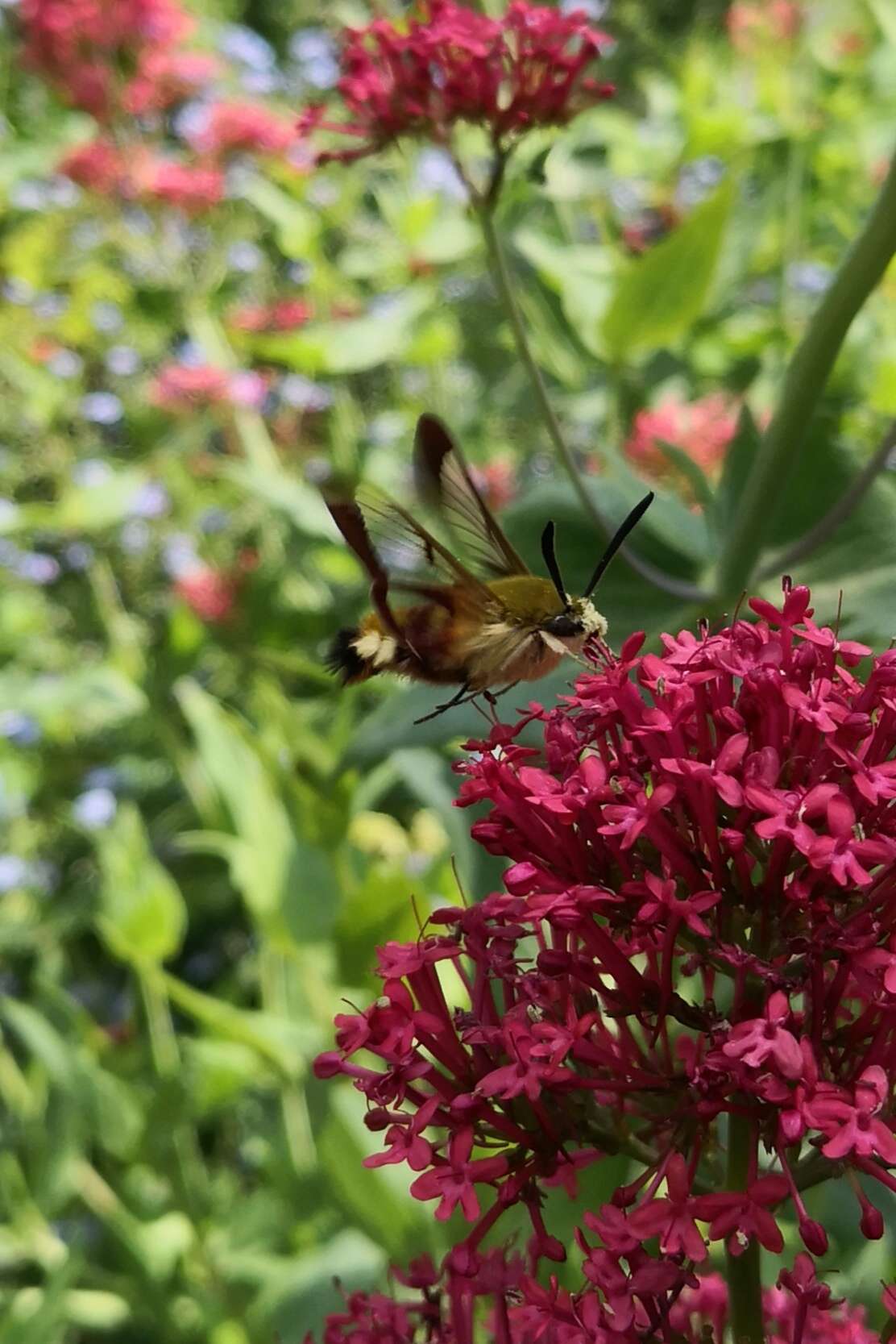 Image of broad-bordered bee hawk-moth