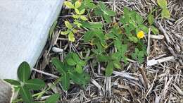 Image of Arachis duranensis Krapov. & W. C. Greg.