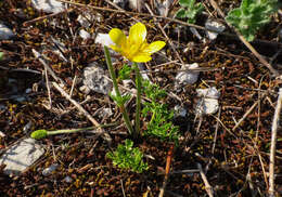 Image of Ranunculus millefoliatus Vahl