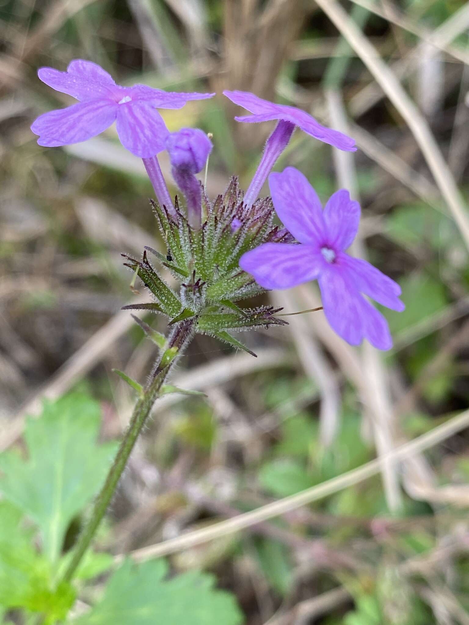 Imagem de Glandularia maritima (Small) Small