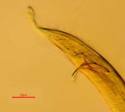 Image of Adenophorea