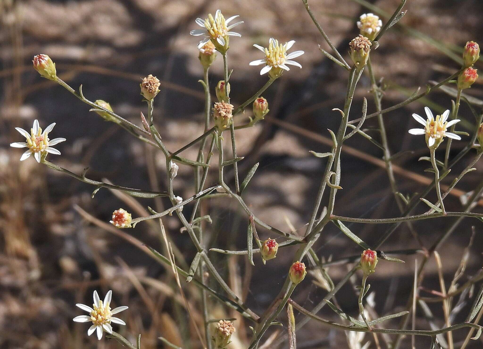 Image of Gutierrezia gilliesii Griseb.