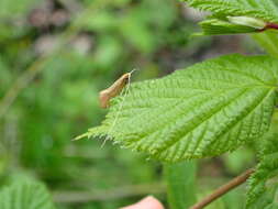 Image de Nematopogon swammerdamella Linnaeus 1758