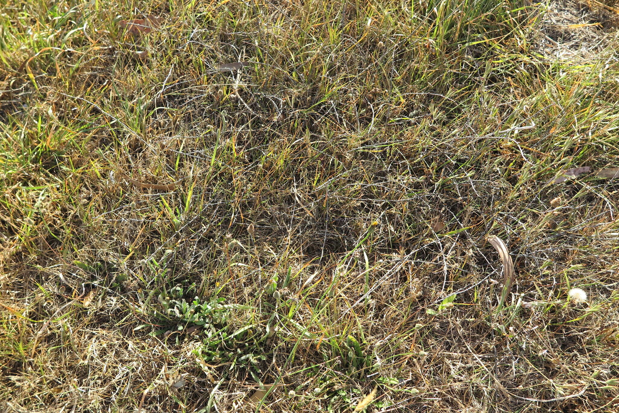 Image of Muehlenbeckia ephedroides Hook. fil.