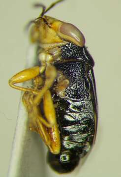 Image of Geocoris (Piocoris) erythrocephala (Lepelitier & Serville 1825)