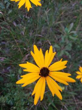 Imagem de Coreopsis gladiata Walt.