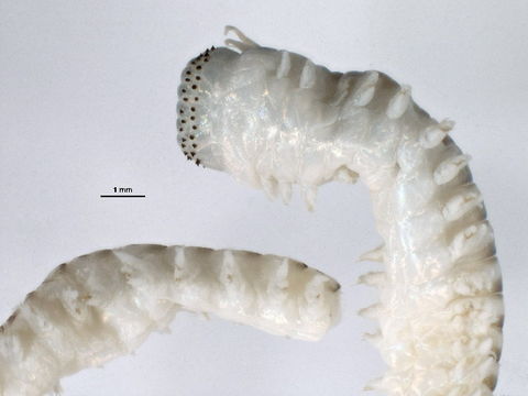 Image of Korean lugworm